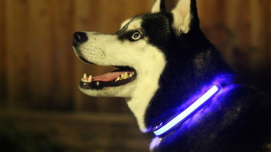 LED Lichtgevende Halsband voor Honden